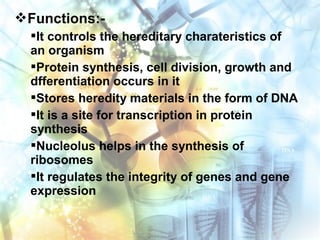 Functions:-
It controls the hereditary charateristics of
an organism
Protein synthesis, cell division, growth and
dfferentiation occurs in it
Stores heredity materials in the form of DNA
It is a site for transcription in protein
synthesis
Nucleolus helps in the synthesis of
ribosomes
It regulates the integrity of genes and gene
expression
 