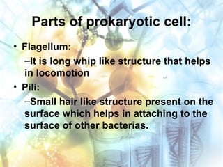 Parts of prokaryotic cell:
• Flagellum:
–It is long whip like structure that helps
in locomotion
• Pili:
–Small hair like structure present on the
surface which helps in attaching to the
surface of other bacterias.
 