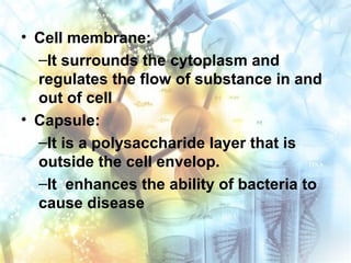 • Cell membrane:
–It surrounds the cytoplasm and
regulates the flow of substance in and
out of cell
• Capsule:
–It is a polysaccharide layer that is
outside the cell envelop.
–It enhances the ability of bacteria to
cause disease
 