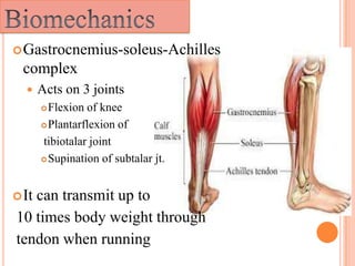 Ta Rupture Tendoachilles rupture and its management | PPTX
