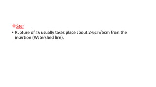 Site:
• Rupture of TA usually takes place about 2-6cm/5cm from the
insertion (Watershed line).
 