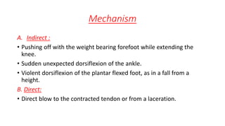 Mechanism
A. Indirect :
• Pushing off with the weight bearing forefoot while extending the
knee.
• Sudden unexpected dorsiflexion of the ankle.
• Violent dorsiflexion of the plantar flexed foot, as in a fall from a
height.
B. Direct:
• Direct blow to the contracted tendon or from a laceration.
 