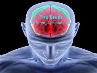 The Brain
By Taryn, Ayla and Aria
 