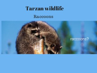 Tarzan wildlife
Raccoons
 