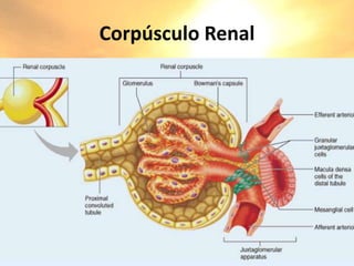 Corpúsculo Renal
 