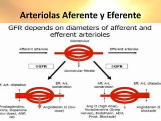 Arteriolas Aferente y Eferente
 