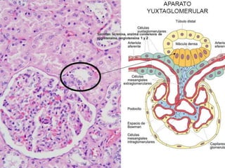 Aparato Yuxtaglomerular
 