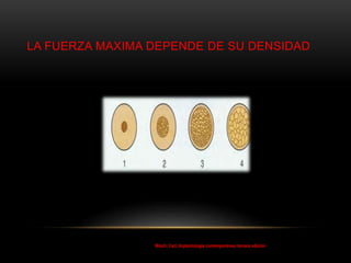 LA FUERZA MAXIMA DEPENDE DE SU DENSIDAD
Misch, Carl, Implantología contemporánea, tercera edición
 