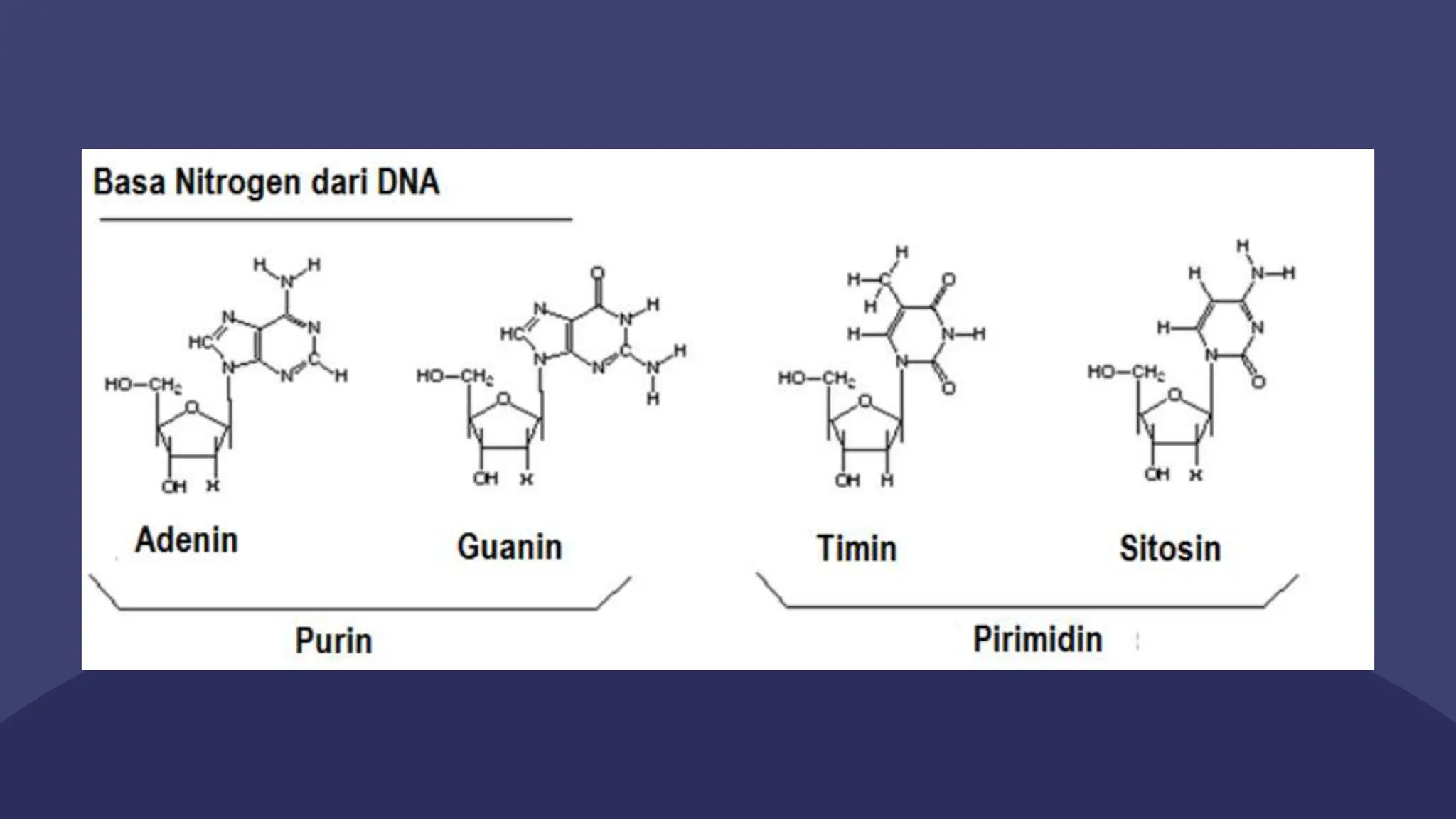 STRUKTUR DNA & RNA.pptx