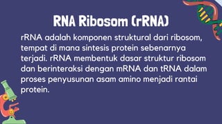 STRUKTUR DNA & RNA.pptx