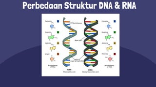 STRUKTUR DNA & RNA.pptx