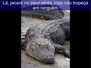 Lá, jacaré no seco anda, mas não tropeça
em ninguém
 