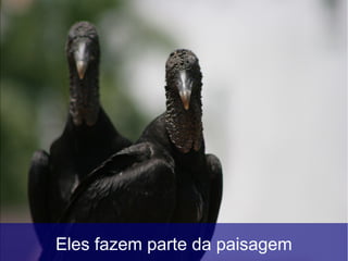 Eles fazem parte da paisagem
 