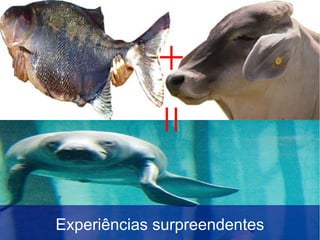 Experiências surpreendentes
 