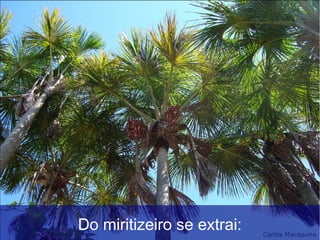 Do miritizeiro se extrai:
 