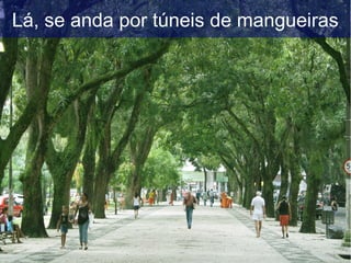 Lá, se anda por túneis de mangueiras
 
