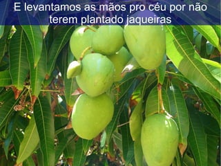 E levantamos as mãos pro céu por não
terem plantado jaqueiras
 