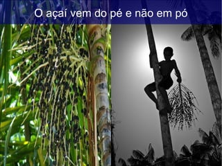 O açaí vem do pé e não em pó
 