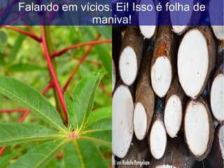 Falando em vícios. Ei! Isso é folha de
maniva!
 