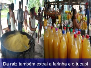 Da raiz também extrai a farinha e o tucupi
 
