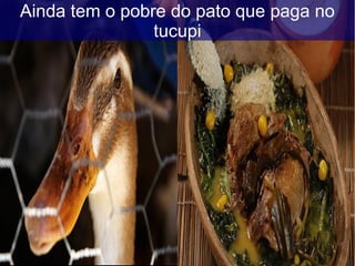 Ainda tem o pobre do pato que paga no
tucupi
 