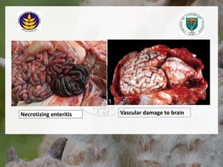 Necrotizing enteritis Vascular damage to brain
18/12/2022 12
 