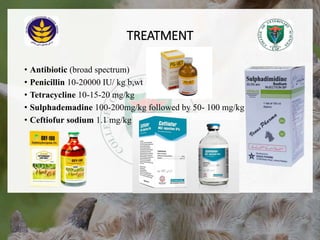 TREATMENT
• Antibiotic (broad spectrum)
• Penicillin 10-20000 IU/ kg b,wt
• Tetracycline 10-15-20 mg/kg
• Sulphademadine 100-200mg/kg followed by 50- 100 mg/kg
• Ceftiofur sodium 1.1 mg/kg
18/12/2022 19
 