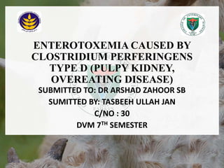 ENTEROTOXEMIA CAUSED BY
CLOSTRIDIUM PERFERINGENS
TYPE D (PULPY KIDNEY,
OVEREATING DISEASE)
SUBMITTED TO: DR ARSHAD ZAHOOR SB
SUMITTED BY: TASBEEH ULLAH JAN
C/NO : 30
DVM 7TH SEMESTER
18/12/2022 2
 