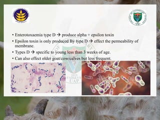 • Enterotoxaemia type D  produce alpha + epsilon toxin
• Epsilon toxin is only produced By type D  effect the permeability of
membrane.
• Types D  specific to young less than 3 weeks of age.
• Can also effect older goat/cow/calves but less frequent.
18/12/2022 9
 