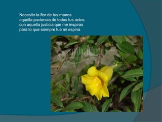 Necesito la flor de tus manos
aquella paciencia de todos tus actos
con aquella justicia que me inspiras
para lo que siempre fue mi espina
 