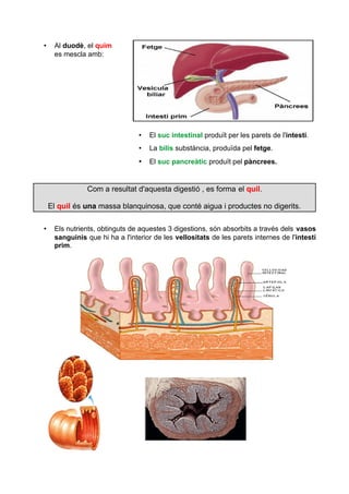 • Al duodè, el quim 
es mescla amb: 
• El suc intestinal produït per les parets de l'intestí. 
• La bilis substància, produïda pel fetge. 
• El suc pancreàtic produït pel pàncrees. 
Com a resultat d'aquesta digestió , es forma el quil. 
El quil és una massa blanquinosa, que conté aigua i productes no digerits. 
• Els nutrients, obtinguts de aquestes 3 digestions, són absorbits a través dels vasos 
sanguinis que hi ha a l'interior de les vellositats de les parets internes de l'intestí 
prim. 
 