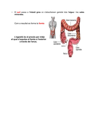 • El quil passa a l'intestí gros on s'absorbeixen gairebé tota l'aigua i les sales 
minerales. 
Com a resultat es forma la femta 
L'egestió és el procés per mitjà 
el qual s'expulsa el femta a l'exterior 
a través de l'anus. 
 