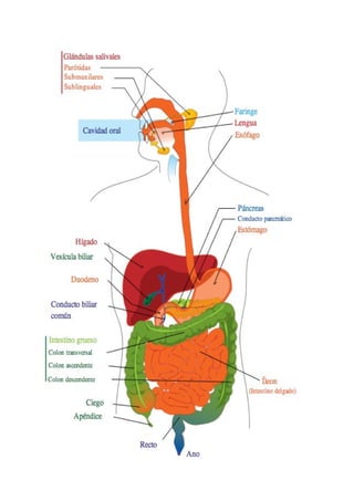 Tasca 3.la digestió.procés digestiu