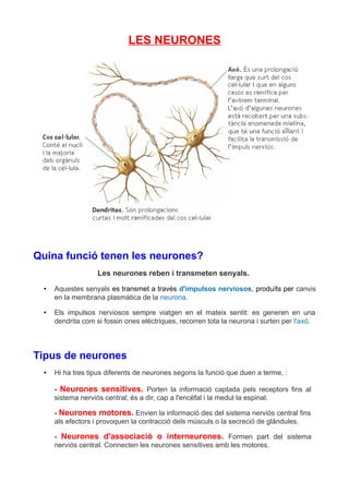LES NEURONES

Quina funció tenen les neurones?
Les neurones reben i transmeten senyals.
•

Aquestes senyals es transmet a través d'impulsos nerviosos, produïts per canvis
en la membrana plasmàtica de la neurona.

•

Els impulsos nerviosos sempre viatgen en el mateix sentit: es generen en una
dendrita com si fossin ones elèctriques, recorren tota la neurona i surten per l'axó.

Tipus de neurones
•

Hi ha tres tipus diferents de neurones segons la funció que duen a terme, :
- Neurones sensitives. Porten la informació captada pels receptors fins al
sistema nerviós central; és a dir, cap a l'encèfal i la medul·la espinal.
- Neurones motores. Envien la informació des del sistema nerviós central fins
als efectors i provoquen la contracció dels músculs o la secreció de glàndules.
- Neurones d'associació o interneurones. Formen part del sistema
nerviós central. Connecten les neurones sensitives amb les motores.

 