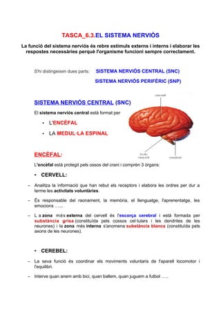 TASCA_6.3.EL SISTEMA NERVIÓS 
La funció del sistema nerviós és rebre estímuls externs i interns i elaborar les 
respostes necessàries perquè l'organisme funcioni sempre correctament. 
S'hi distingeixen dues parts: SISTEMA NERVIÓS CENTRAL (SNC) 
SISTEMA NERVIÓS PERIFÈRIC (SNP) 
SISTEMA NERVIÓS CENTRAL (SNC) 
El sistema nerviós central està format per 
• L'ENCÈFAL 
• LA MEDUL·LA ESPINAL 
ENCÈFAL: 
L'encèfal està protegit pels ossos del crani i comprèn 3 òrgans: 
• CERVELL: 
– Analitza la informació que han rebut els receptors i elabora les ordres per dur a 
terme les activitats voluntàries. 
– És responsable del raonament, la memòria, el llenguatge, l'aprenentatge, les 
emocions …... 
– L a zona més externa del cervell és l'escorça cerebral i està formada per 
substància grisa (constituïda pels cossos cel·lulars i les dendrites de les 
neurones) i la zona més interna s'anomena substància blanca (constituïda pels 
axons de les neurones). 
• CEREBEL: 
– La seva funció és coordinar els moviments voluntaris de l'aparell locomotor i 
l'equilibri. 
– Interve quan anem amb bici, quan ballem, quan juguem a futbol ….. 
 