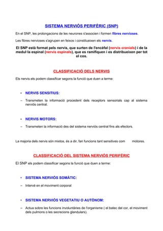 SISTEMA NERVIÓS PERIFÈRIC (SNP) 
En el SNP, les prolongacions de les neurones s'associen i formen fibres nervioses. 
Les fibres nervioses s'agrupen en feixos i constitueixen els nervis. 
El SNP està format pels nervis, que surten de l'encèfal (nervis cranials) i de la 
medul·la espinal (nervis espinals), que es ramifiquen i es distribueixen per tot 
el cos. 
CLASSIFICACIÓ DELS NERVIS 
Els nervis els podem classificar segons la funció que duen a terme: 
• NERVIS SENSITIUS: 
– Transmeten la informació procedent dels receptors sensorials cap al sistema 
nerviós central. 
• NERVIS MOTORS: 
– Transmeten la informació des del sistema nerviós central fins als efectors. 
La majoria dels nervis són mixtos, és a dir, fan funcions tant sensitives com motores. 
CLASSIFICACIÓ DEL SISTEMA NERVIÓS PERIFÈRIC 
El SNP els podem classificar segons la funció que duen a terme: 
• SISTEMA NERVIÓS SOMÀTIC: 
– Intervé en el moviment corporal 
• SISTEMA NERVIÓS VEGETATIU O AUTÒNOM: 
– Actua sobre les funcions involuntàries de l'organisme ( el batec del cor, el moviment 
dels pulmons o les secrecions glandulars). 
