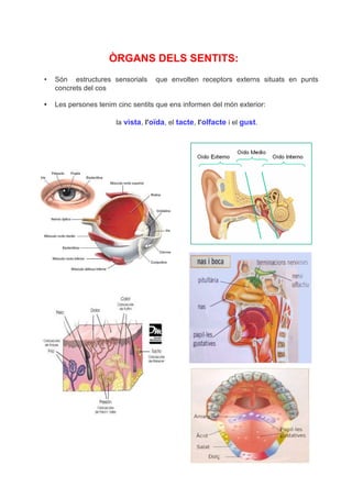 ÒRGANS DELS SENTITS: 
• Són estructures sensorials que envolten receptors externs situats en punts 
concrets del cos 
• Les persones tenim cinc sentits que ens informen del món exterior: 
la vista, l'oïda, el tacte, l'olfacte i el gust. 

