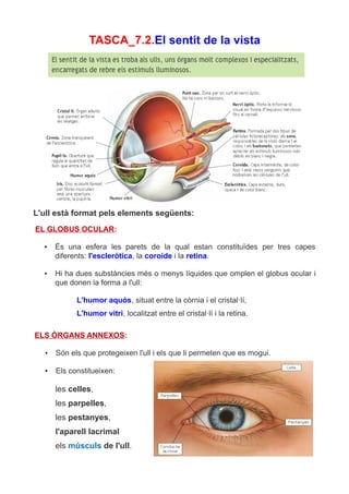 TASCA_7.2.El sentit de la vista




L'ull està format pels elements següents:
EL GLOBUS OCULAR:

  •    És una esfera les parets de la qual estan constituïdes per tres capes
       diferents: l'escleròtica, la coroide i la retina.

  •    Hi ha dues substàncies més o menys líquides que omplen el globus ocular i
       que donen la forma a l'ull:

             L'humor aquós, situat entre la còrnia i el cristal·lí,
             L'humor vitri, localitzat entre el cristal·lí i la retina.

ELS ÒRGANS ANNEXOS:

   •   Són els que protegeixen l'ull i els que li permeten que es mogui.

   •   Els constitueixen:

       les celles,
       les parpelles,
       les pestanyes,
       l'aparell lacrimal
       els músculs de l'ull.
 