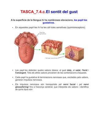 Tasca 7.4.c.el sentit del gust | PDF