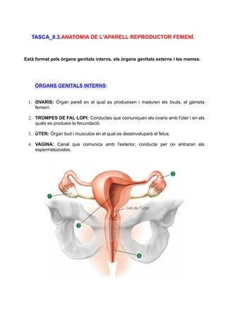 TASCA_8.3.ANATOMIA DE L'APARELL REPRODUCTOR FEMENÍ.

Està format pels òrgans genitals interns, els òrgans genitals externs i les mames.

ÒRGANS GENITALS INTERNS:
1. OVARIS: Òrgan parell en el qual es produeixen i maduren els òvuls, el gàmeta
femení.
2. TROMPES DE FAL·LOPI: Conductes que comuniquen els ovaris amb l'úter i en els
quals es produeix la fecundació.
3. ÚTER: Òrgan buit i musculos en el qual es desenvoluparà el fetus.
4. VAGINA: Canal que comunica amb l'exterior, conducte per on entraran els
espermatozoides.

 