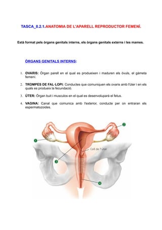 TASCA_8.2.1.ANATOMIA DE L'APARELL REPRODUCTOR FEMENÍ.

Està format pels òrgans genitals interns, els òrgans genitals externs i les mames.

ÒRGANS GENITALS INTERNS:
1. OVARIS: Òrgan parell en el qual es produeixen i maduren els òvuls, el gàmeta
femení.
2. TROMPES DE FAL·LOPI: Conductes que comuniquen els ovaris amb l'úter i en els
quals es produeix la fecundació.
3. ÚTER: Òrgan buit i musculos en el qual es desenvoluparà el fetus.
4. VAGINA: Canal que comunica amb l'exterior, conducte per on entraran els
espermatozoides.

 