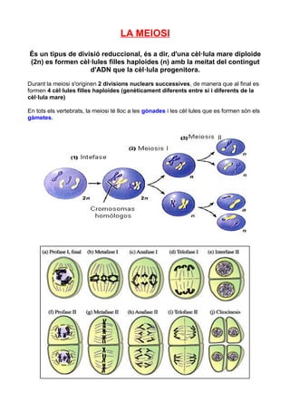 LA MEIOSI

És un tipus de divisió reduccional, és a dir, d'una cèl·lula mare diploide
(2n) es formen cèl·lules filles haploides (n) amb la meitat del contingut
                   d'ADN que la cèl·lula progenitora.

Durant la meiosi s'originen 2 divisions nuclears successives, de manera que al final es
formen 4 cèl·lules filles haploides (genèticament diferents entre si i diferents de la
cèl·lula mare)

En tots els vertebrats, la meiosi té lloc a les gònades i les cèl·lules que es formen són els
gàmetes.
 