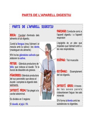 PARTS DE L'APARELL DIGESTIU
 