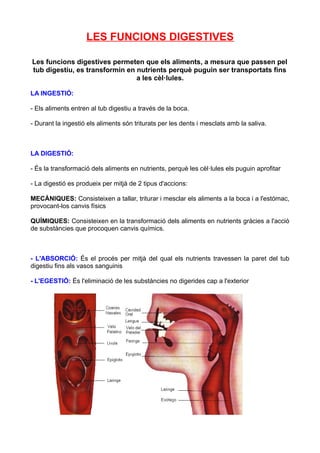 LES FUNCIONS DIGESTIVES

Les funcions digestives permeten que els aliments, a mesura que passen pel
tub digestiu, es transformin en nutrients perquè puguin ser transportats fins
                                a les cèl·lules.

LA INGESTIÓ:

- Els aliments entren al tub digestiu a través de la boca.

- Durant la ingestió els aliments són triturats per les dents i mesclats amb la saliva.



LA DIGESTIÓ:

- És la transformació dels aliments en nutrients, perquè les cèl·lules els puguin aprofitar

- La digestió es produeix per mitjà de 2 tipus d'accions:

MECÀNIQUES: Consisteixen a tallar, triturar i mesclar els aliments a la boca i a l'estómac,
provocant-los canvis físics

QUÍMIQUES: Consisteixen en la transformació dels aliments en nutrients gràcies a l'acció
de substàncies que procoquen canvis químics.



- L'ABSORCIÓ: És el procés per mitjà del qual els nutrients travessen la paret del tub
digestiu fins als vasos sanguinis

- L'EGESTIÓ: És l'eliminació de les substàncies no digerides cap a l'exterior
 