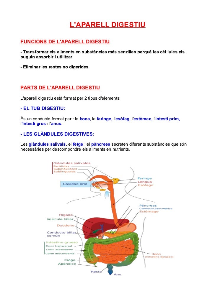 Tasca Parts I Funcions De L aparell Digestiu