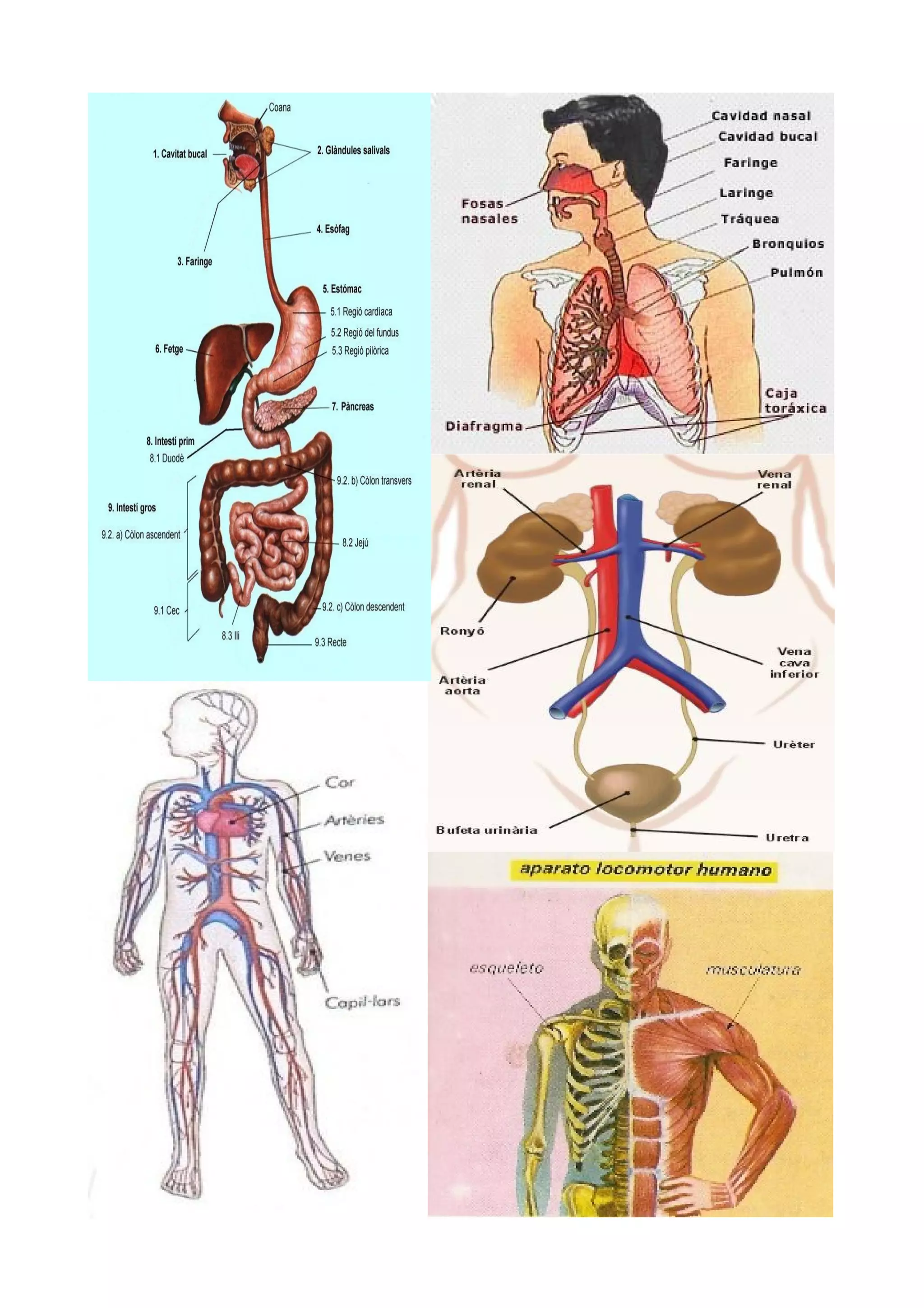 Tasca sistemes i aparells