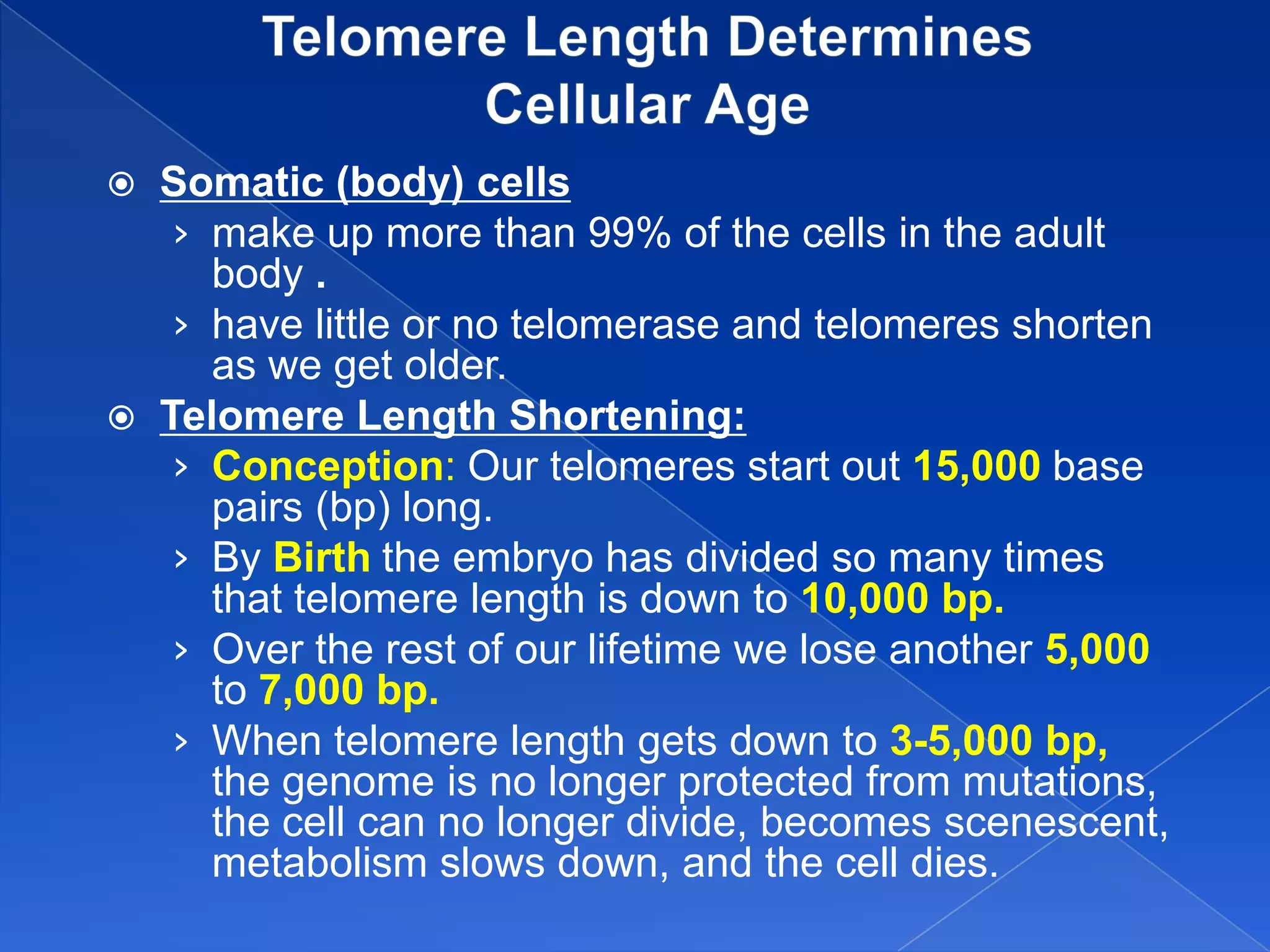    Somatic (body) cells
     › make up more than 99% of the cells in the adult
       body .
     › have little or no telomerase and telomeres shorten
       as we get older.
   Telomere Length Shortening:
     › Conception: Our telomeres start out 15,000 base
       pairs (bp) long.
     › By Birth the embryo has divided so many times
       that telomere length is down to 10,000 bp.
     › Over the rest of our lifetime we lose another 5,000
       to 7,000 bp.
     › When telomere length gets down to 3-5,000 bp,
       the genome is no longer protected from mutations,
       the cell can no longer divide, becomes scenescent,
       metabolism slows down, and the cell dies.
 