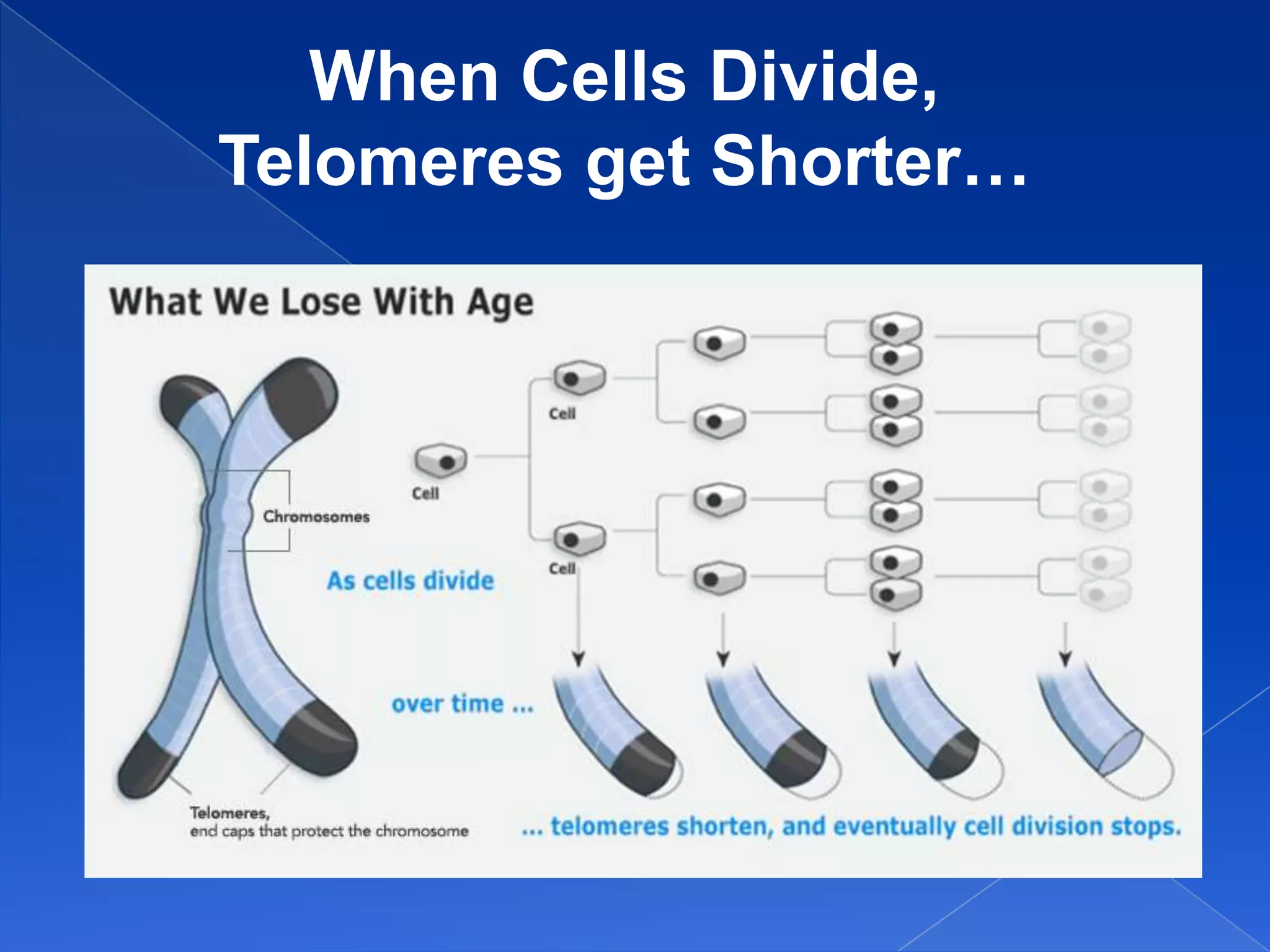When Cells Divide,
Telomeres get Shorter…
 