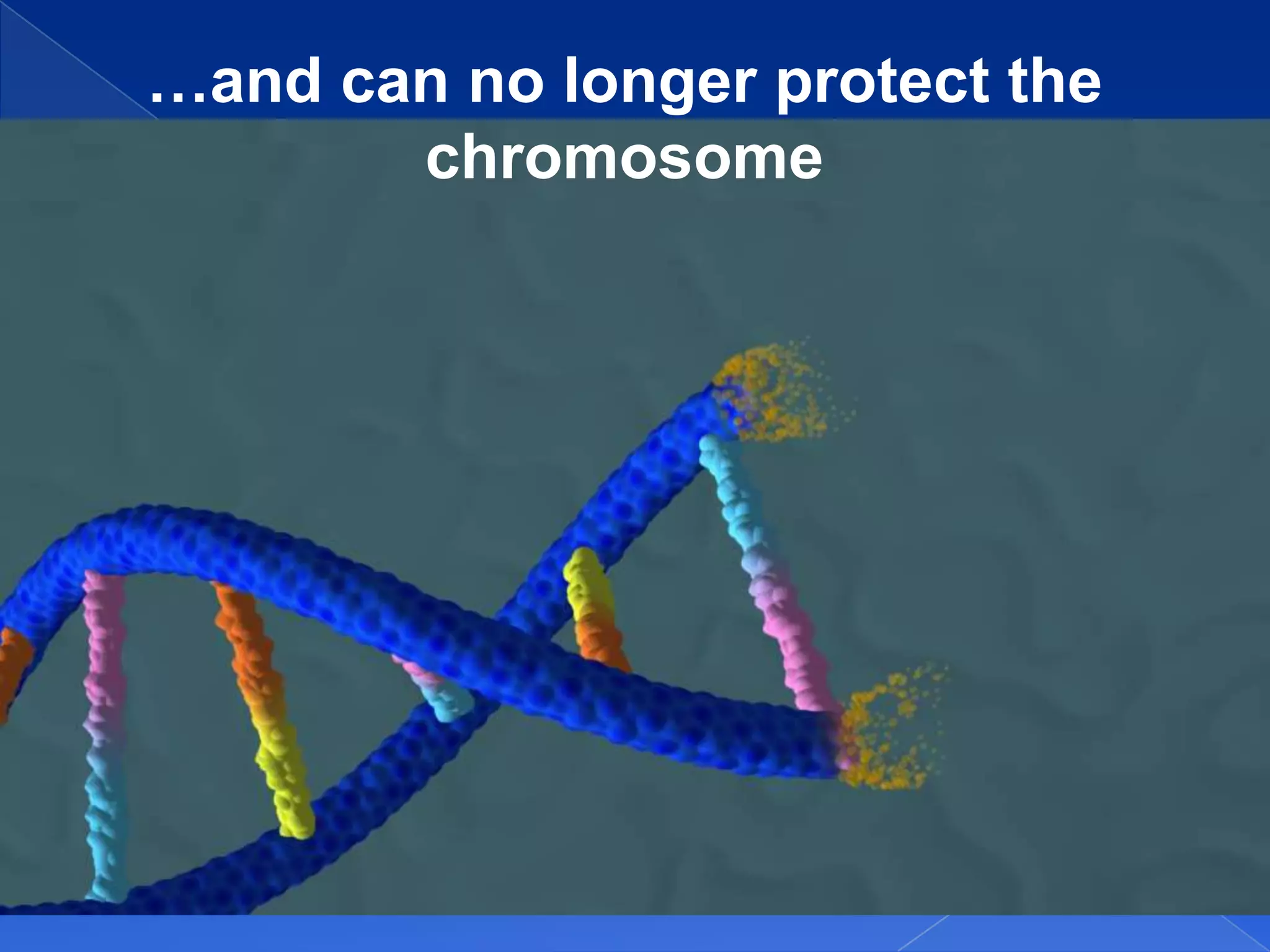 …and can no longer protect the
       chromosome
 