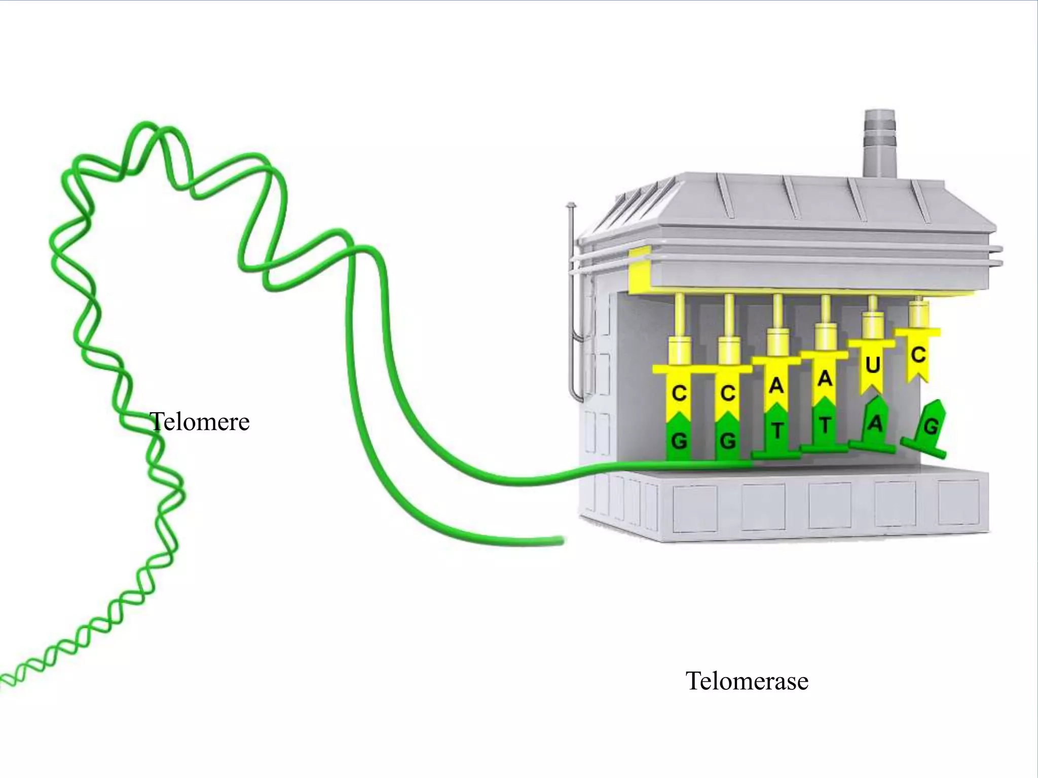 Telomerase


Telomere




               Telomerase
 